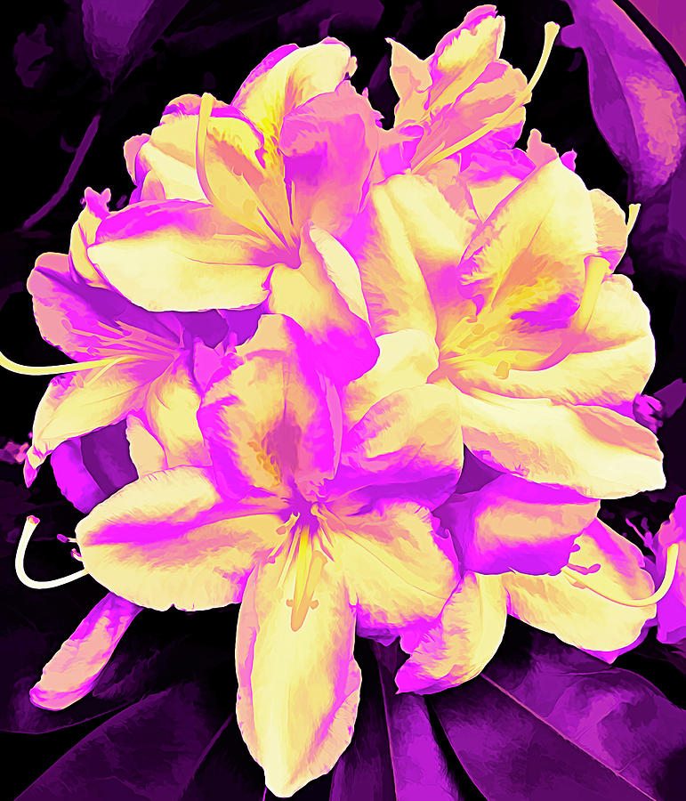 Yellow and Purple Flowers in Ametrine Photograph by Roberta Byram