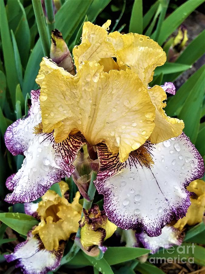 Yellow And Purple Iris II Photograph