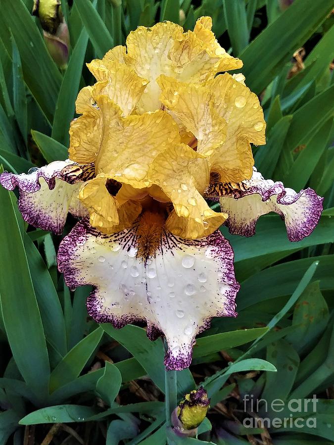 Yellow And Purple Iris Photograph
