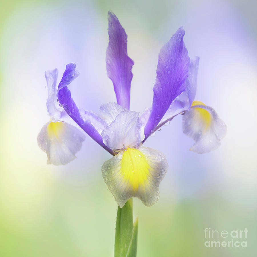 Nature Photograph - Yellow and Purple Iris  by Linda D Lester