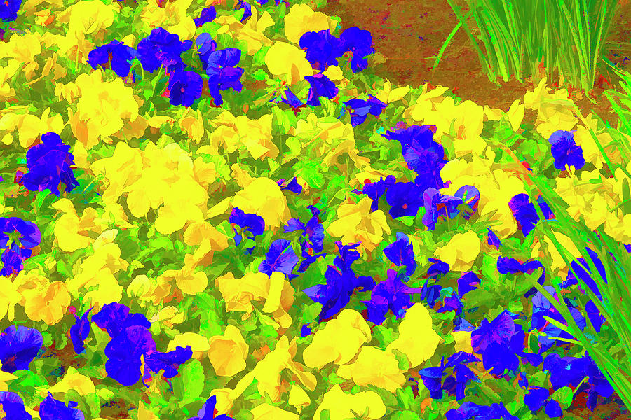 Yellow and Purple Petunias Photograph by Lindley Johnson
