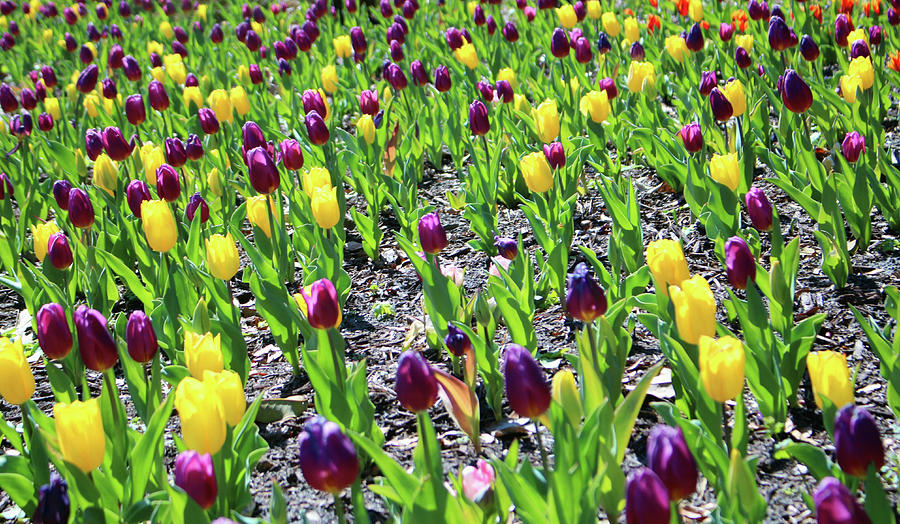 Yellow And Purple Tulips Photograph by Cynthia Guinn