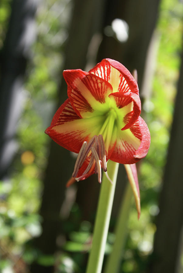 Yellow and Red Amaryllis  Photograph by Heather E Harman
