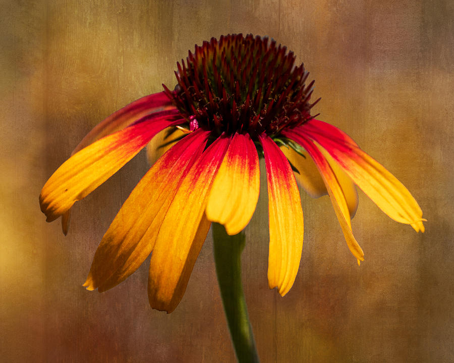 Yellow and Red Coneflower Photograph by Catherine Avilez