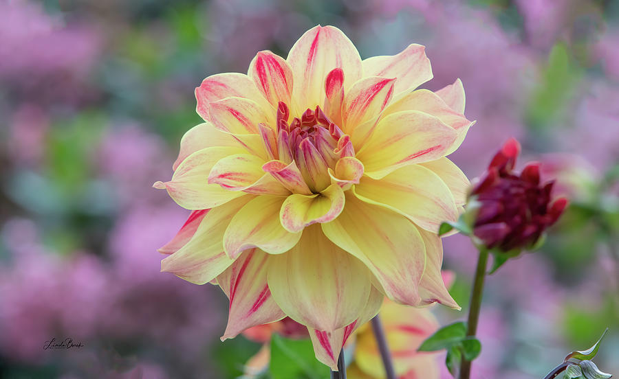 Yellow and Red Dahlia Photograph by Linda Burek