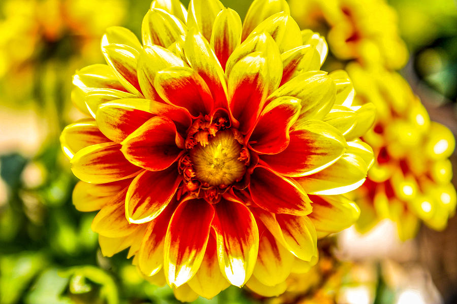 Yellow and red Dahlia Photograph by Patricia Oldfield | Pixels