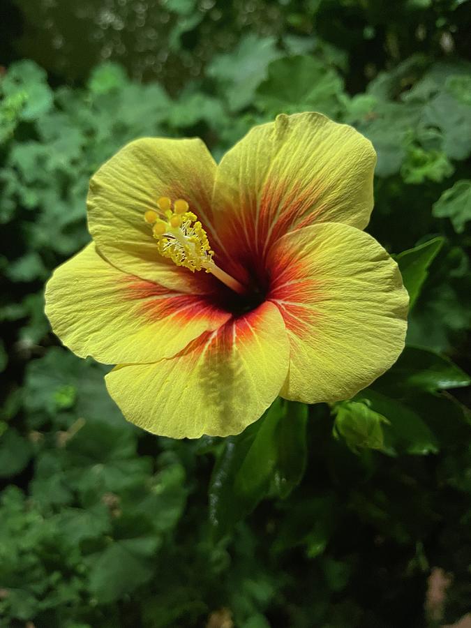Yellow and Red Hibiscus Photograph by Brian Eberly