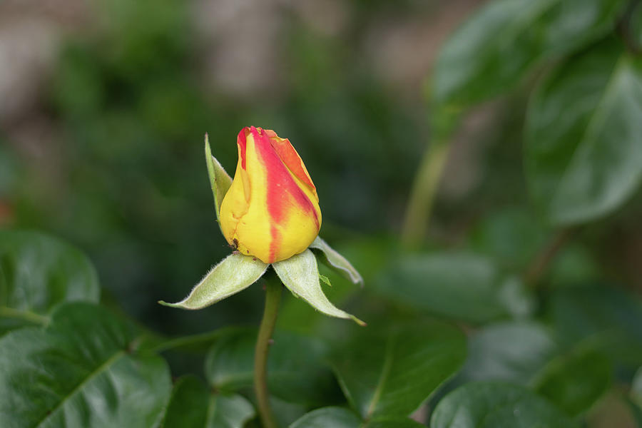 Yellow and red rose bud Photograph by Avenue Des Images Yellow and red rose bud Photograph by Avenue Des Images