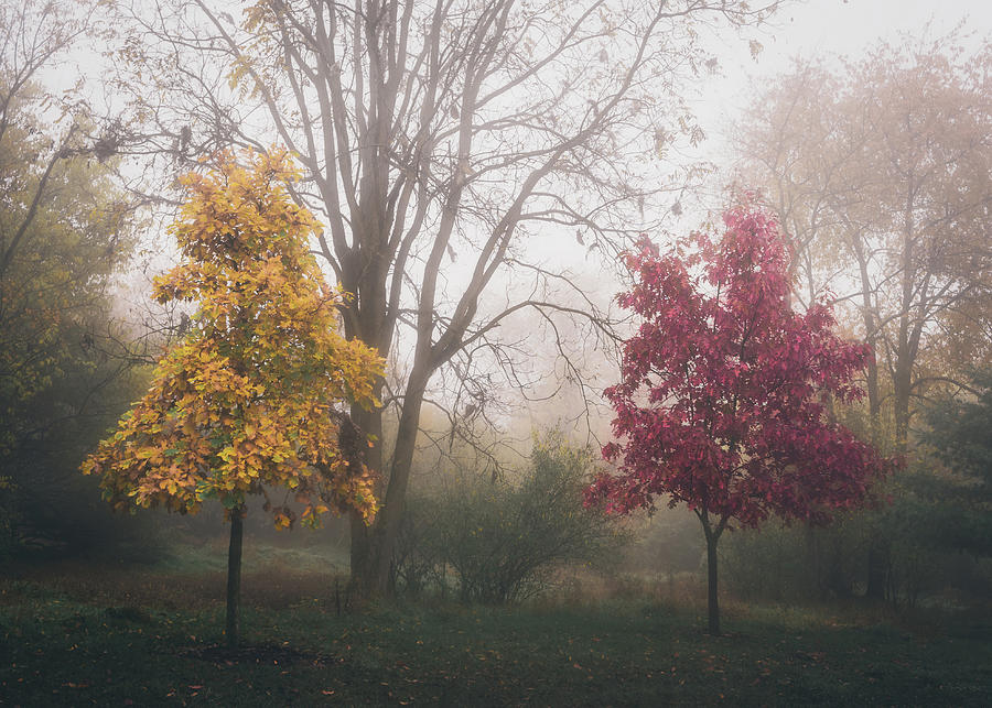 Yellow and Red Trees in Autumn Fog Photograph by Jason Fink