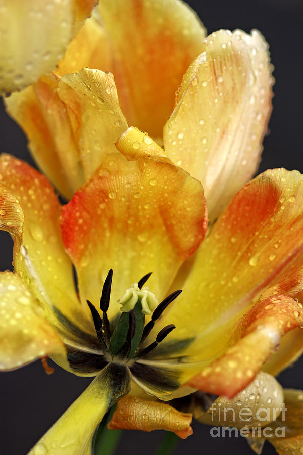 Yellow and red tulip flower detail with raindrops. Photograph by David Birchall