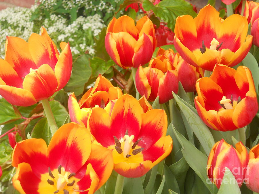 Yellow And Red Tulips Photo Photograph by M c Sturman