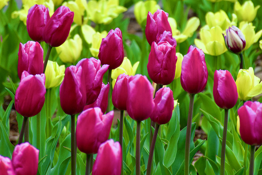 Yellow and Rose Tulips in Descanso Gardens, California Photograph by ...