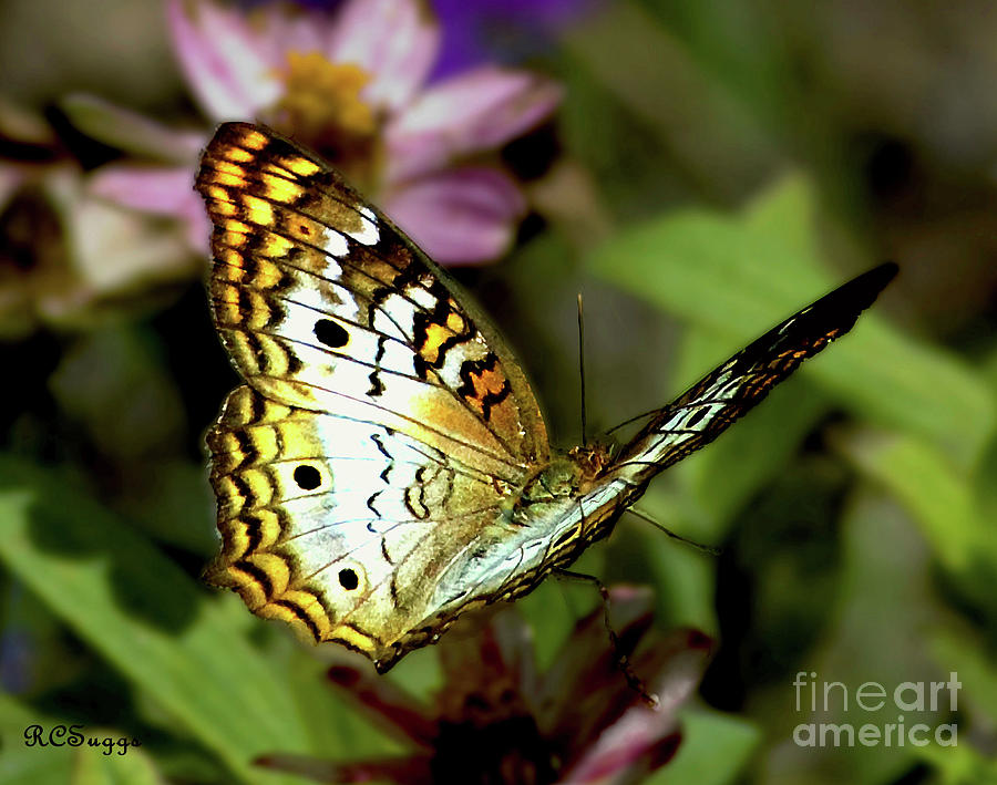 Yellow and White Butterfly Photograph by Robert Suggs