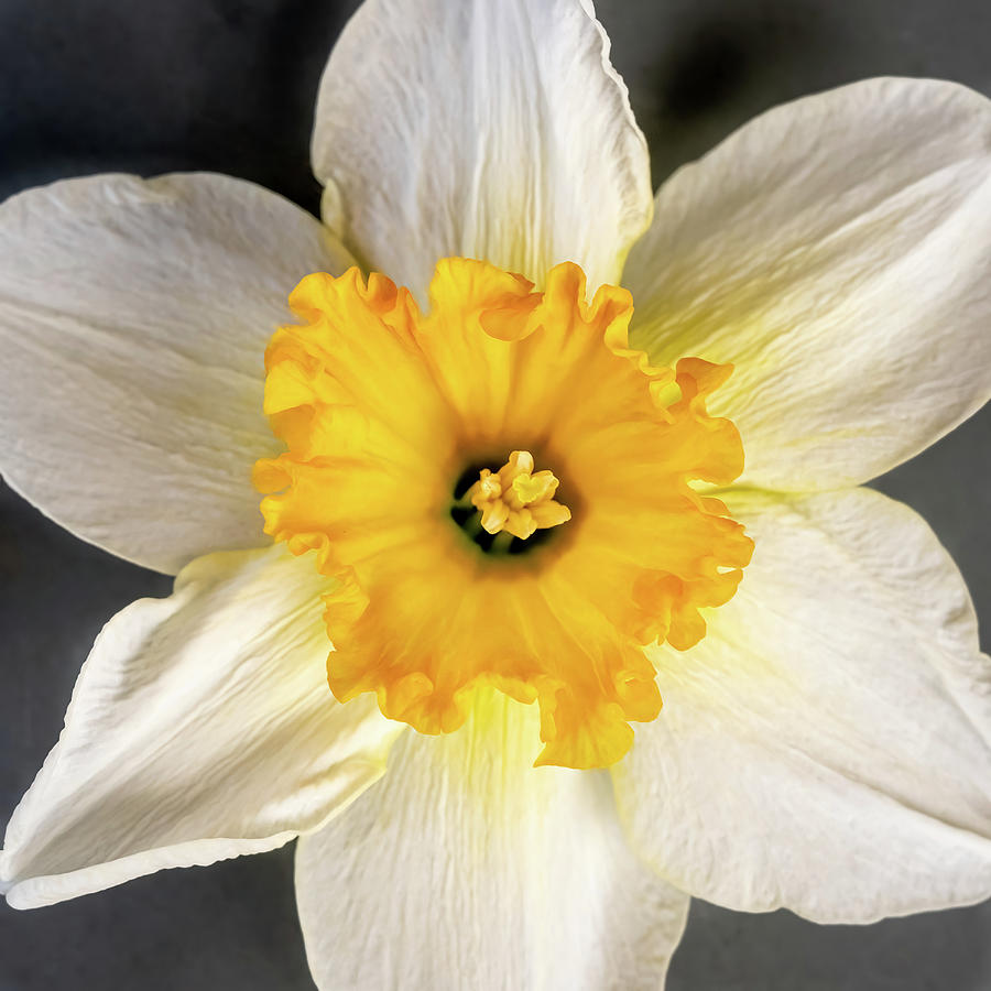 Yellow and White Daffodil Photograph by Steven Sparks