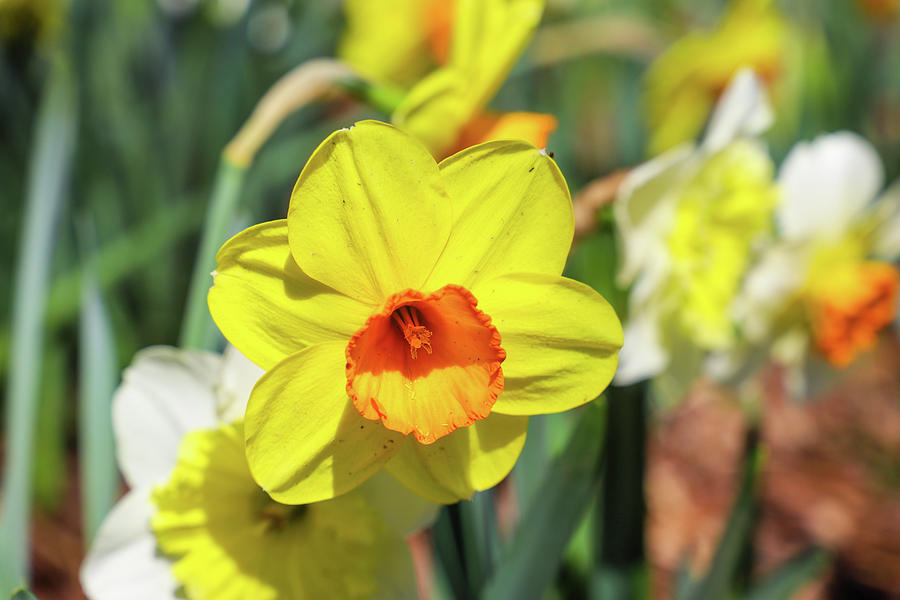 Yellow and White Daffodils in the Garden Photograph by Marcus Jones ...