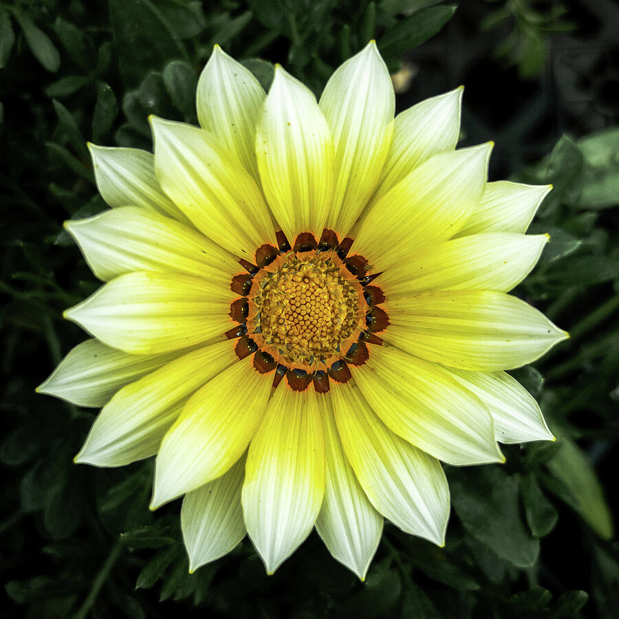 Yellow and White Gazania Photograph by Jim Feldman Yellow and White Gazania Photograph by Jim Feldman