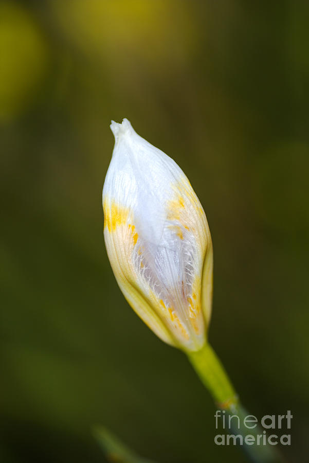 Yellow and White Iris Bud Photograph by Joy Watson Yellow and White Iris Bud Photograph by Joy Watson
