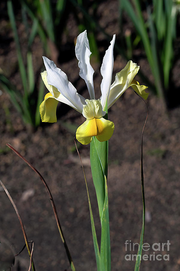 Yellow and White Iris Photograph by Elaine Teague
