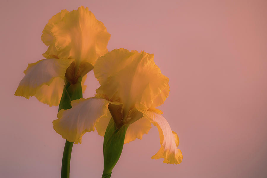 Yellow and White Irises 2 Photograph by Lindsay Thomson