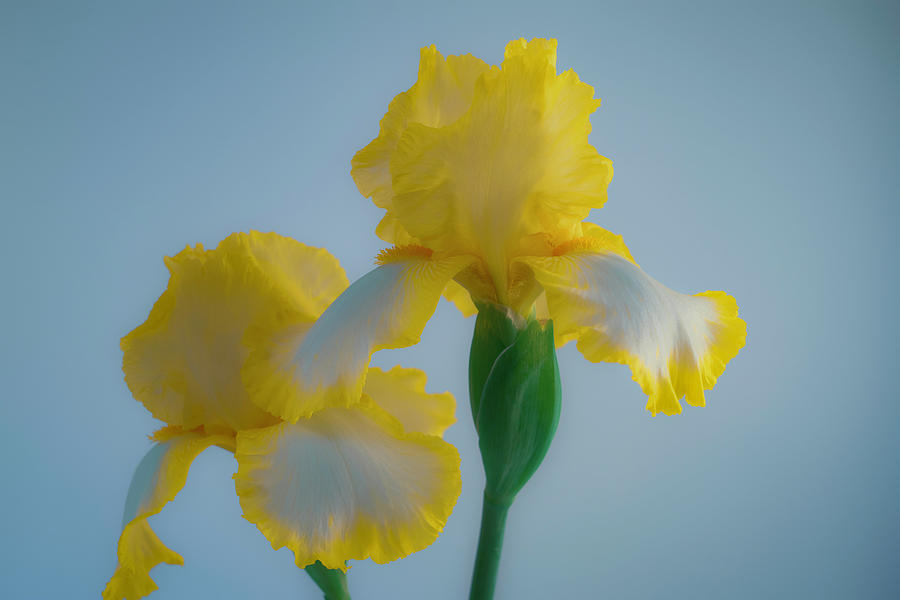 Yellow and White Irises Photograph by Lindsay Thomson
