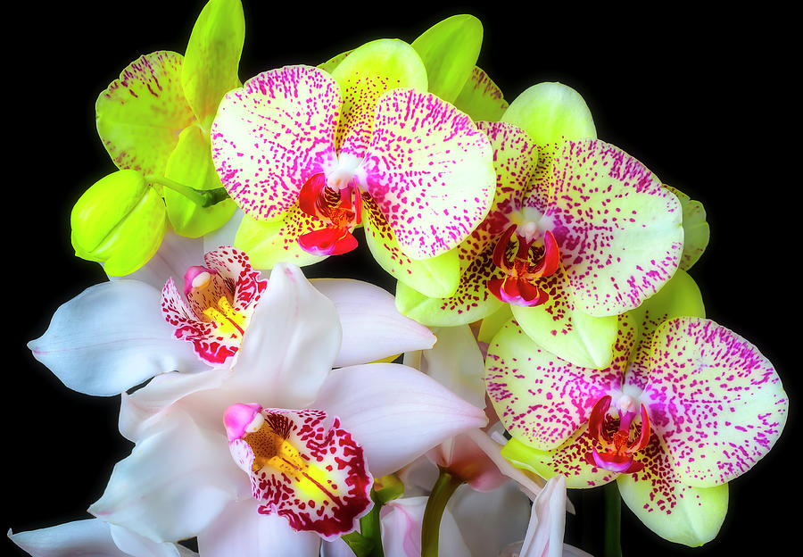 Yellow And White Orchids Photograph by Garry Gay