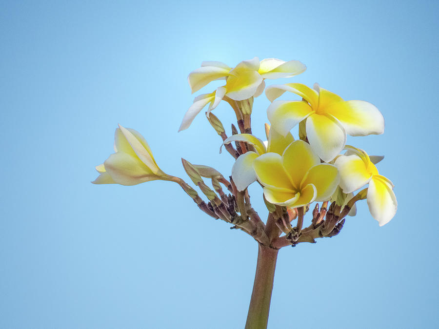 Yellow and White Plumeria Photograph by Mitch Spence