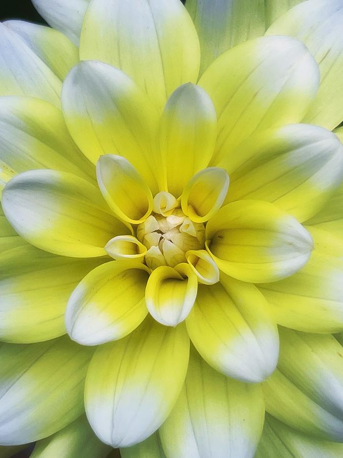 Yellow and White Photograph by Steph Gabler