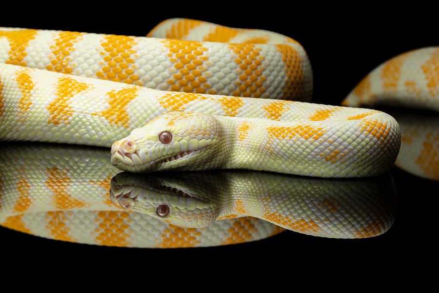 Yellow and white striped Albino Darwin python snake against a black background Photograph by Vicki Smith