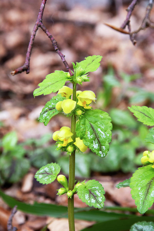 Nature Photograph - Yellow Archangel by Alternative Perspectives