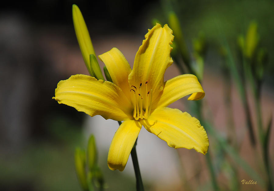 Yellow Asiatic Lily Photograph by Vallee Johnson
