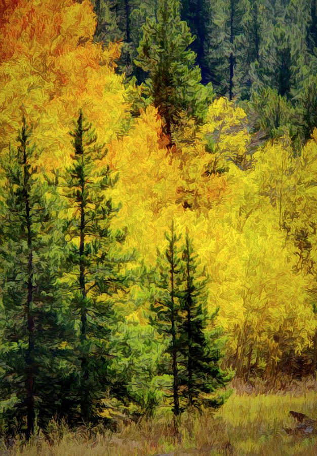 Yellow Aspen And Pines In The Rocky Mountains Mixed Media by Ann Powell