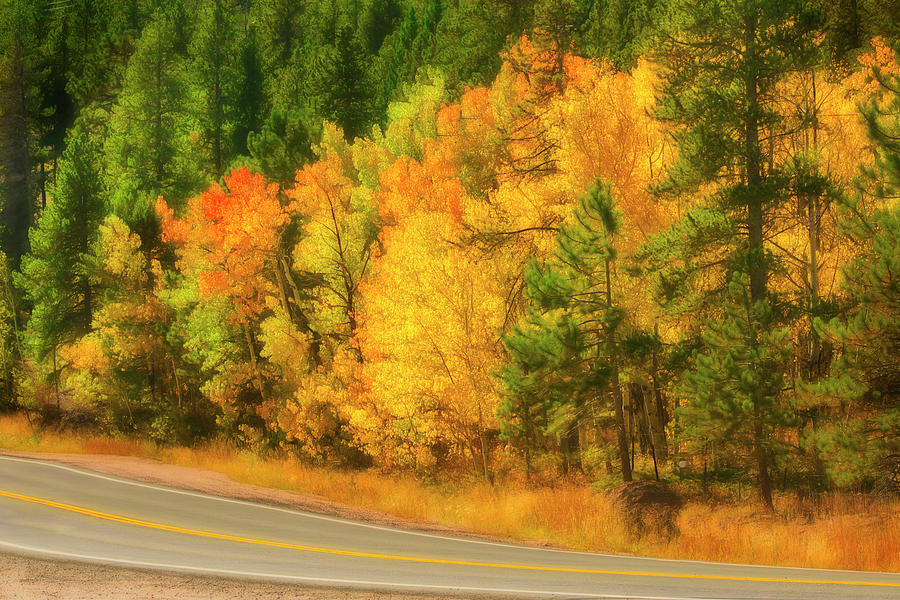 Yellow Aspen Autumn Color Photograph by Ann Powell