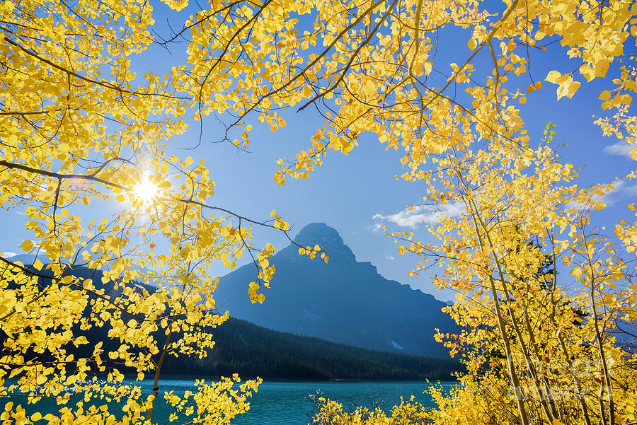 Yellow Aspen Leaves, Banff National Park Photograph by Michael Wheatley