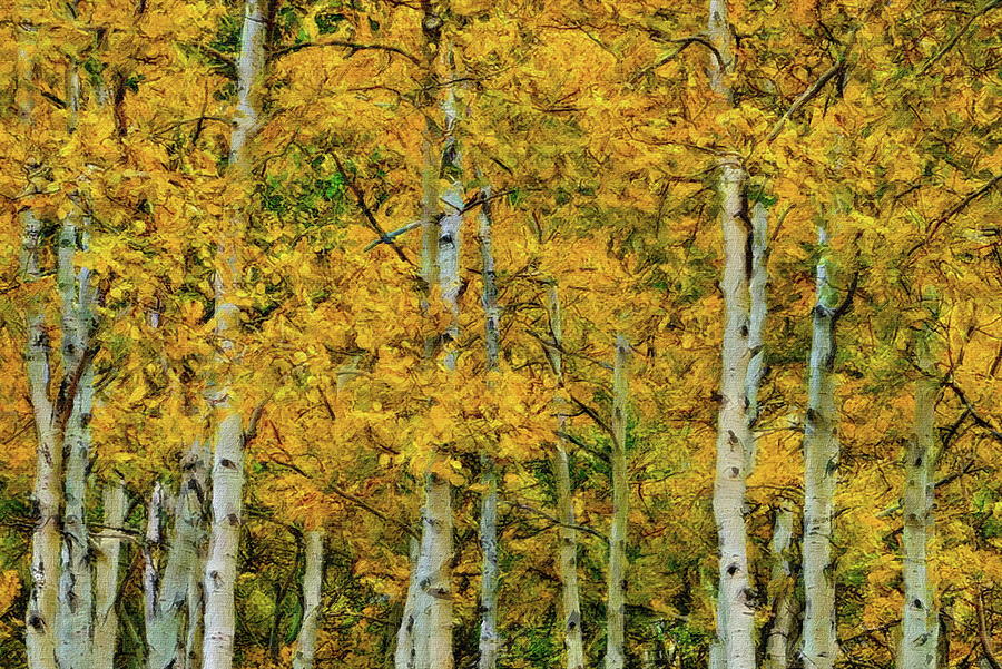 Yellow Aspen Leaves Digital Art by Russ Harris