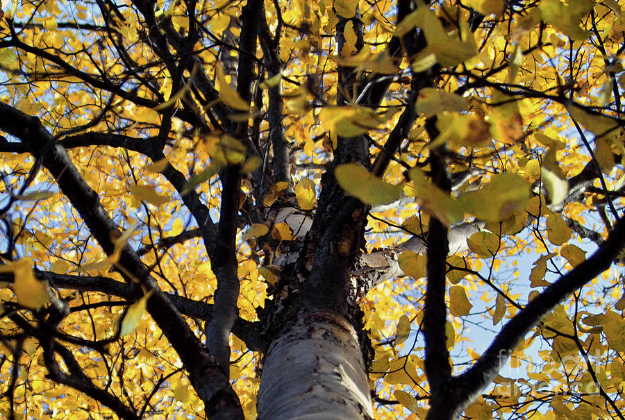 Yellow Aspen Looking Up Photograph by Kimberly Blom-Roemer