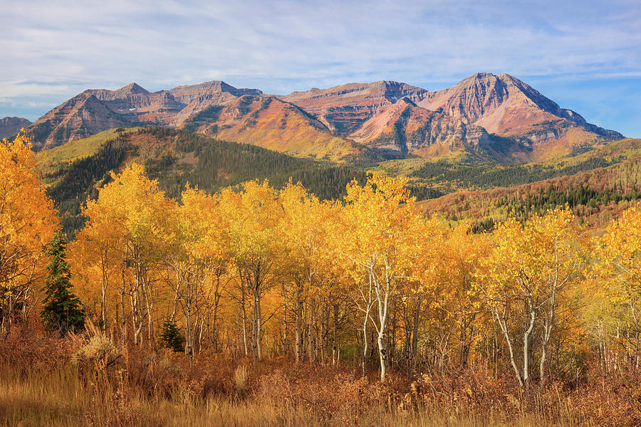 Mountain Photograph - Yellow aspens with Timpanogos by Wasatch Light