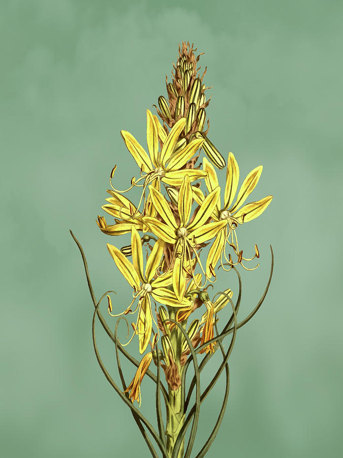 Yellow Asphodel Flower on Misty Green With Dry Brush Effect Mixed Media by Movie Poster Prints