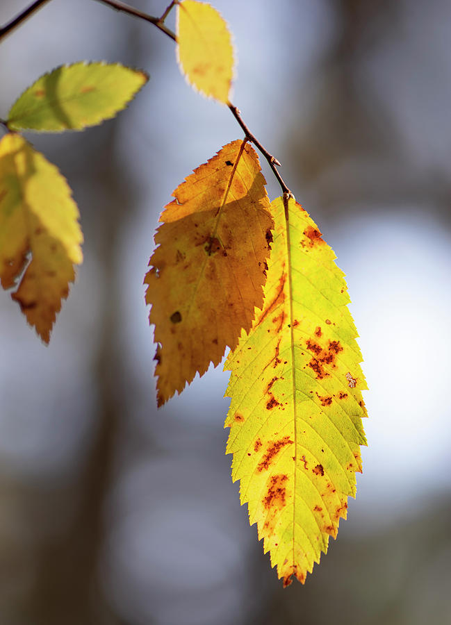 Fall Photograph - Yellow Autumn Elm Leaves by Phil And Karen Rispin