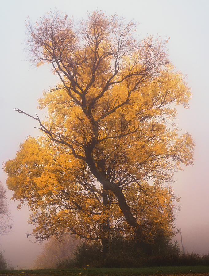 Yellow Autumn Photograph by Jason Fink