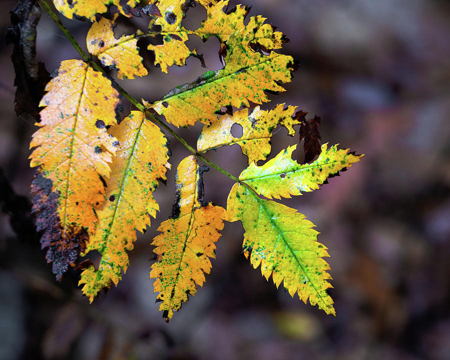 Yellow autumn leaf Photograph by Anges Van der Logt