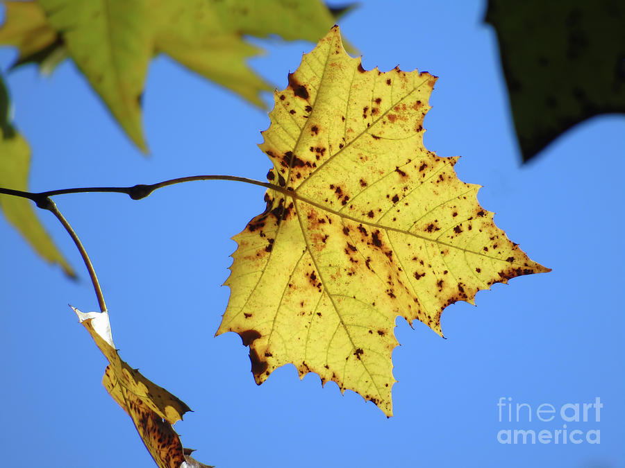 Yellow Autumn Leaf Photograph by D Hackett