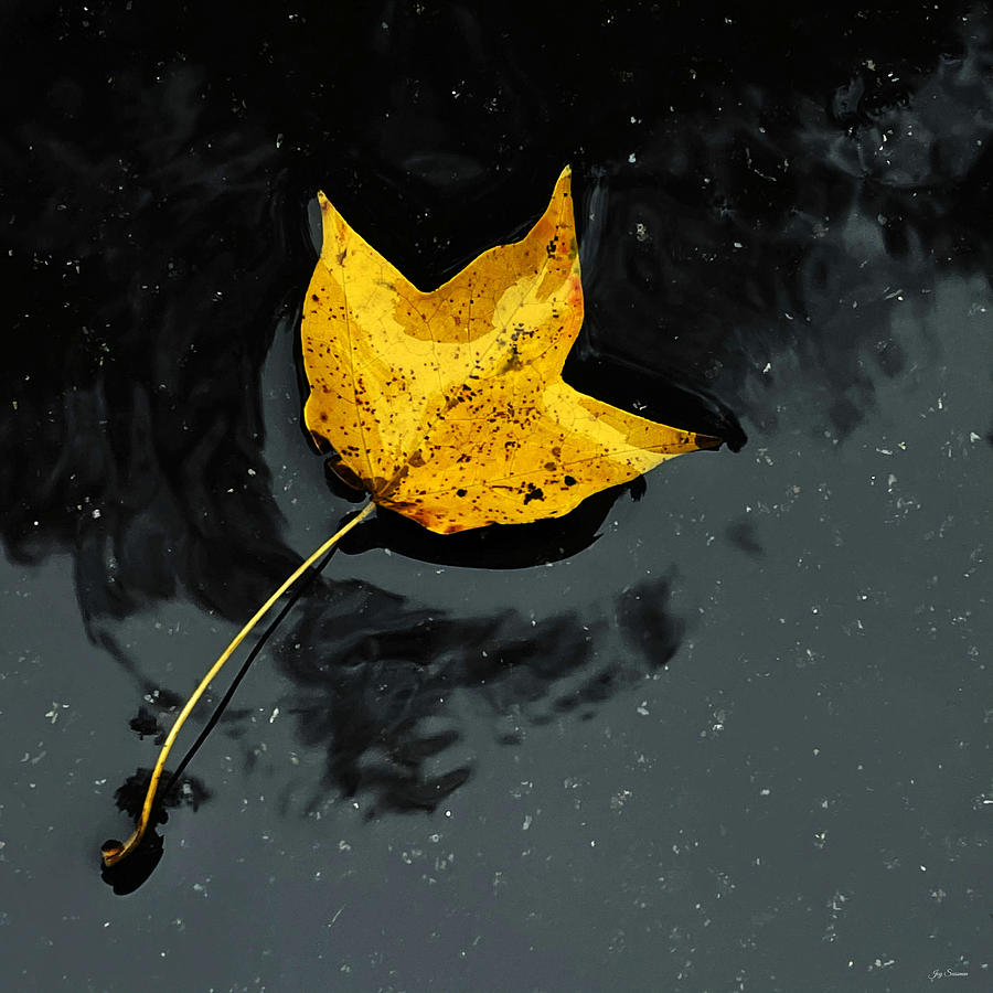 Yellow Autumn Leaf in the Rain by Joy Sussman Photograph by Joy Sussman