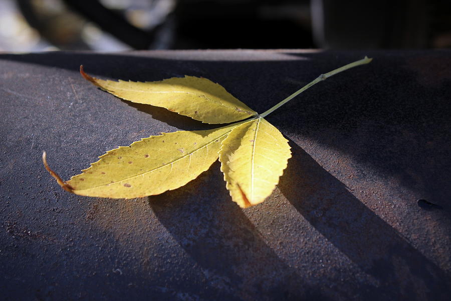 Yellow Autumn Leaf on Leather Photograph by Joseph Skompski