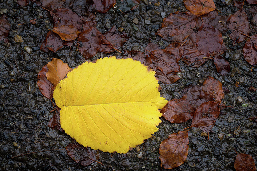 Yellow Autumn Leaf Photograph by Semmick Photo