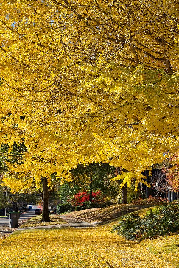 Yellow Autumn Tree Photograph by Lacena Borders - Fine Art America