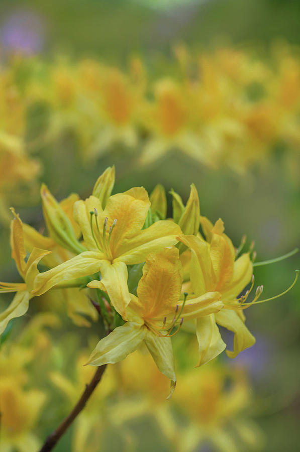 Yellow Azalea Luteum 1 Photograph by Jenny Rainbow