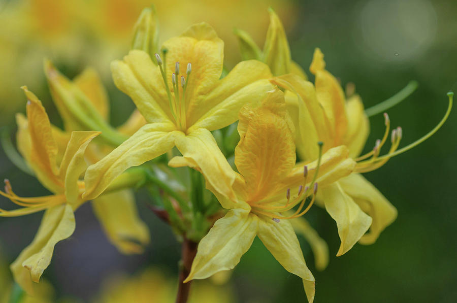 Yellow Azalea Luteum 2 Photograph by Jenny Rainbow