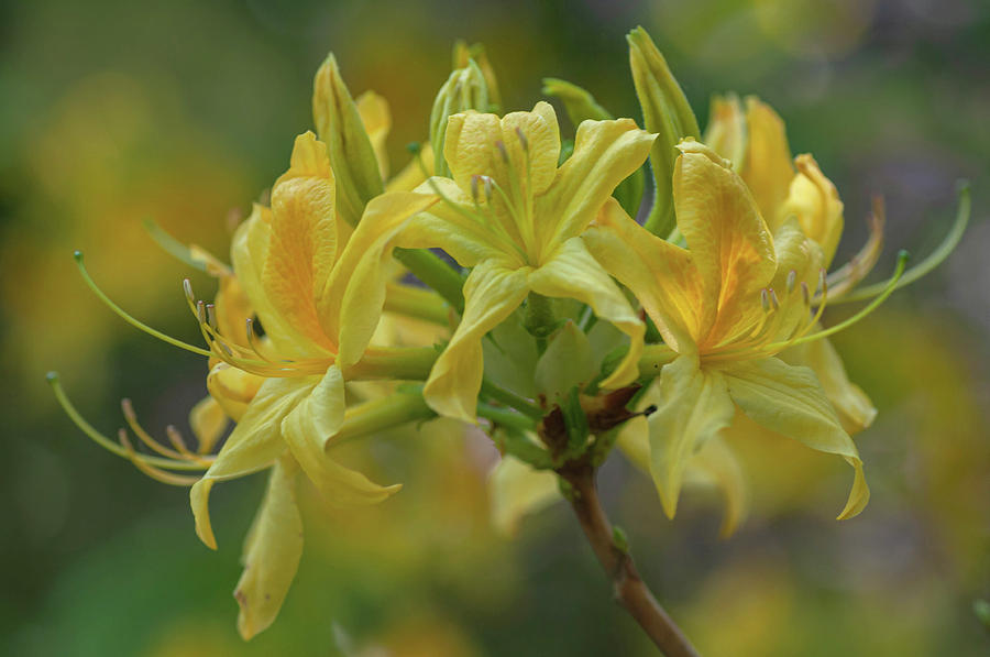 Yellow Azalea Luteum Photograph by Jenny Rainbow