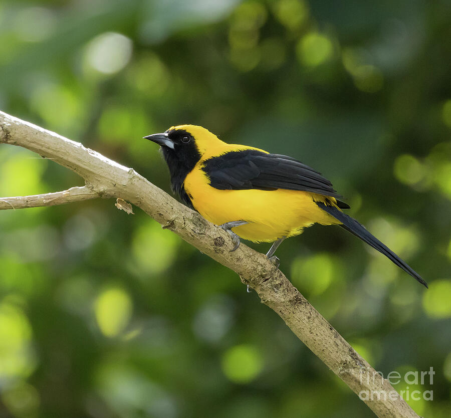 Wildlife Photograph - Yellow-Backed Oriole by Eva Lechner
