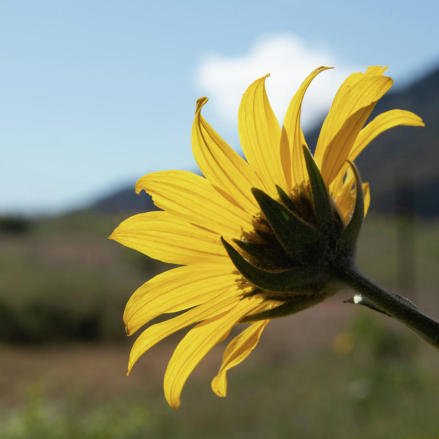 Yellow Balsamroot Flower Photograph by Catherine Avilez